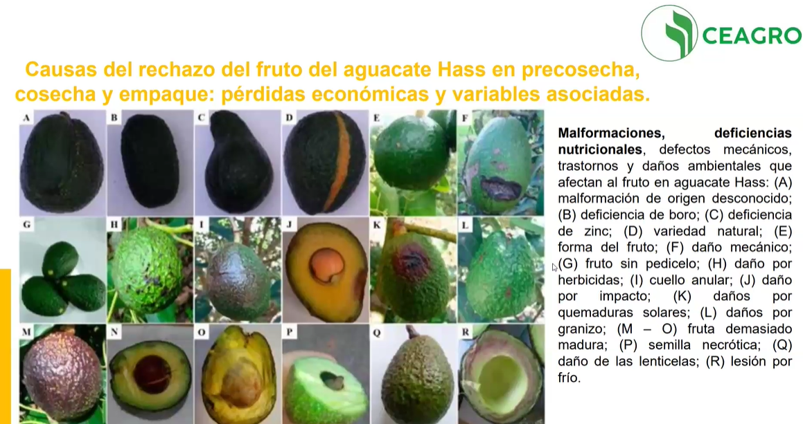 NUTRIENTES ESENCIALES PARA EL AGUACATE 